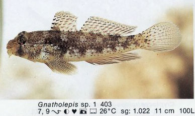 Gnatholepis sp